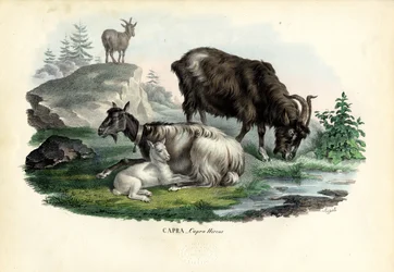 野生のヤギ、1863-79